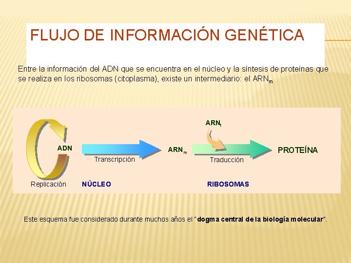 FLUJO DE INFORMACIÓN GENÉTICA Entre la información del ADN que se encuentra en el
