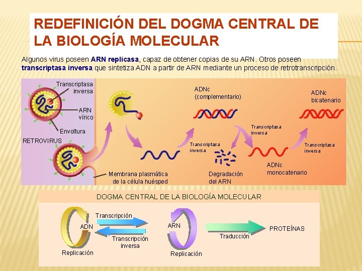 REDEFINICIÓN DEL DOGMA CENTRAL DE LA BIOLOGÍA MOLECULAR Algunos virus poseen ARN replicasa, capaz