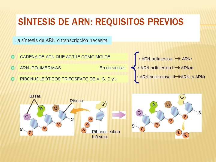 SÍNTESIS DE ARN: REQUISITOS PREVIOS La síntesis de ARN o transcripción necesita: CADENA DE