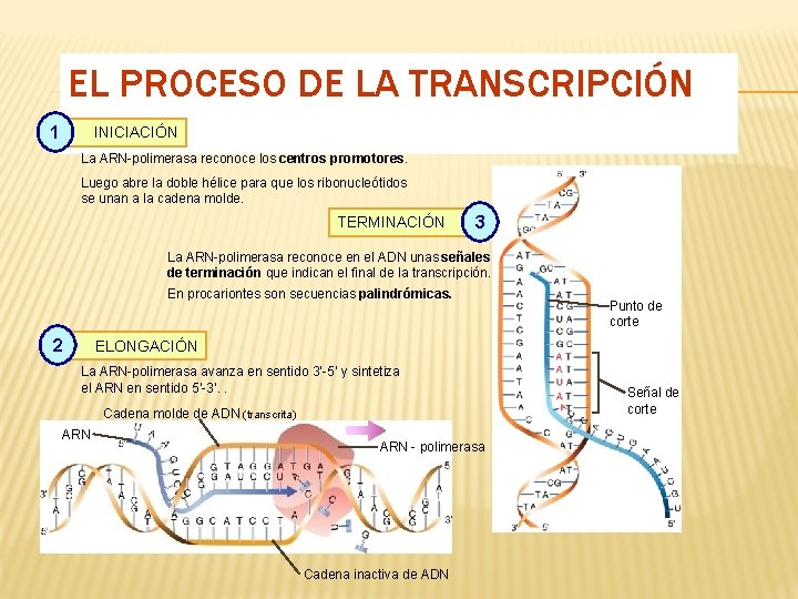 EL PROCESO DE LA TRANSCRIPCIÓN 1 INICIACIÓN La ARN-polimerasa reconoce los centros promotores. Luego