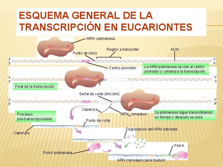 ESQUEMA GENERAL DE LA TRANSCRIPCIÓN EN EUCARIONTES ARN -polimerasa Punto de inicio Región a