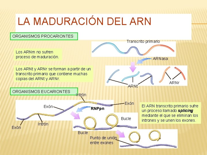 LA MADURACIÓN DEL ARN ORGANISMOS PROCARIONTES Transcrito primario Los ARNm no sufren proceso de