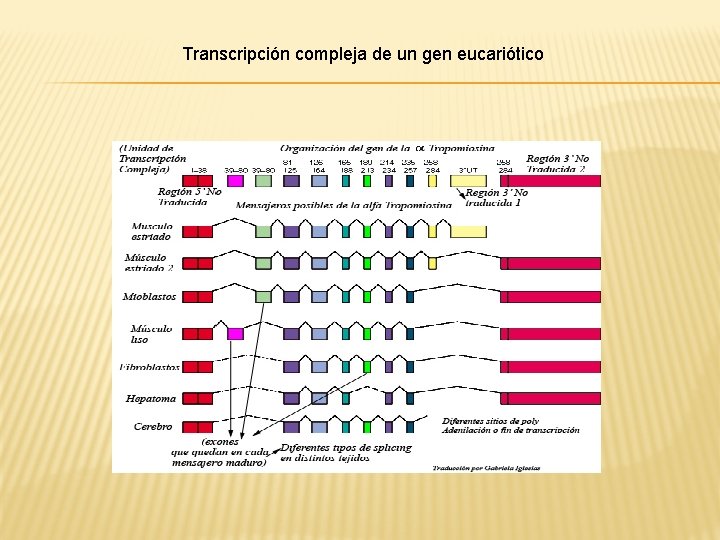 Transcripción compleja de un gen eucariótico 