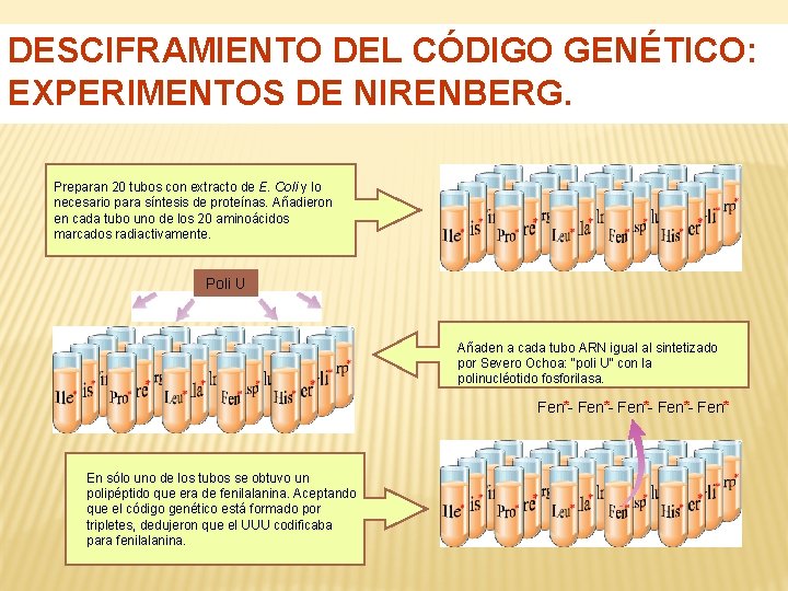 DESCIFRAMIENTO DEL CÓDIGO GENÉTICO: EXPERIMENTOS DE NIRENBERG. Preparan 20 tubos con extracto de E.