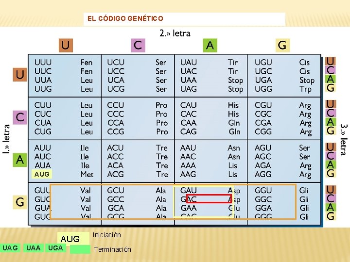 EL CÓDIGO GENÉTICO AUG UAG UAA UGA Iniciación Terminación 