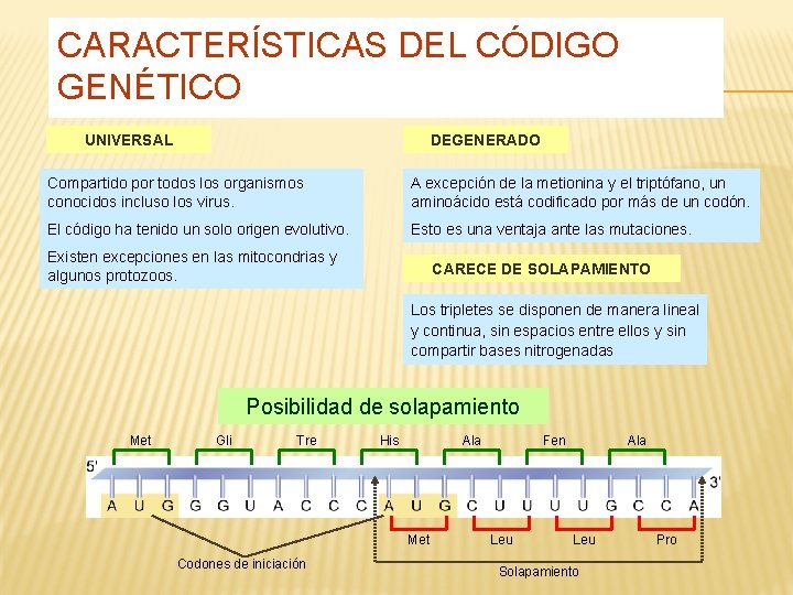 CARACTERÍSTICAS DEL CÓDIGO GENÉTICO UNIVERSAL DEGENERADO Compartido por todos los organismos conocidos incluso los