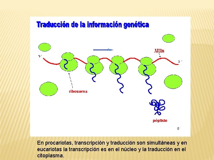 En procariotas, transcripción y traducción son simultáneas y en eucariotas la transcripción es en