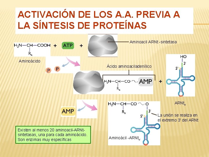 ACTIVACIÓN DE LOS A. A. PREVIA A LA SÍNTESIS DE PROTEÍNAS + + Aminoacil