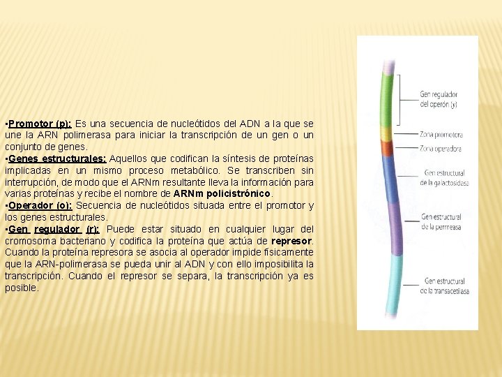  • Promotor (p): Es una secuencia de nucleótidos del ADN a la que