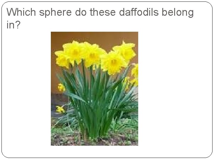 Which sphere do these daffodils belong in? 
