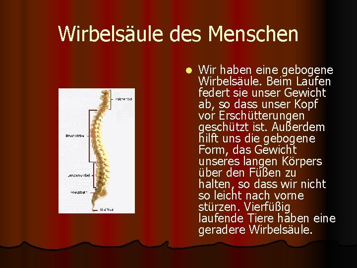 Wirbelsäule des Menschen l Wir haben eine gebogene Wirbelsäule. Beim Laufen federt sie unser