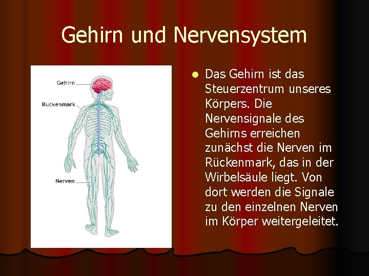 Gehirn und Nervensystem l Das Gehirn ist das Steuerzentrum unseres Körpers. Die Nervensignale des