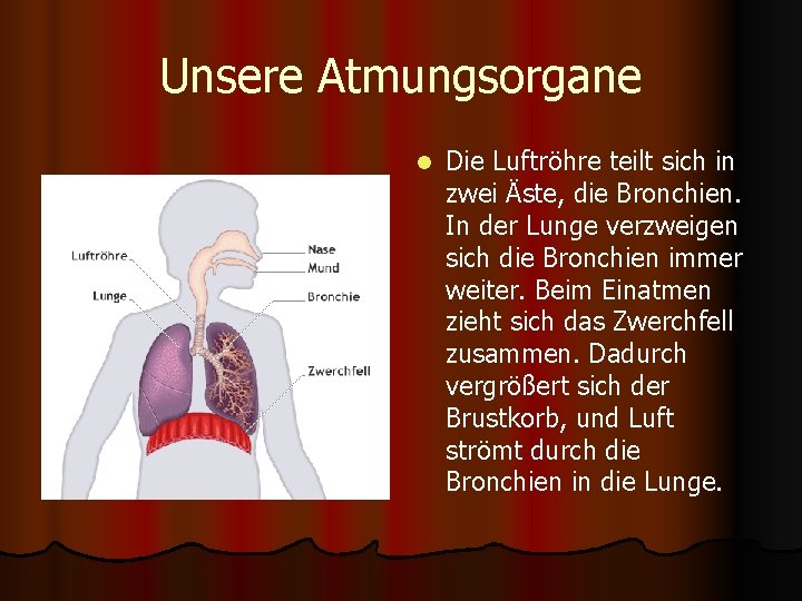 Unsere Atmungsorgane l Die Luftröhre teilt sich in zwei Äste, die Bronchien. In der