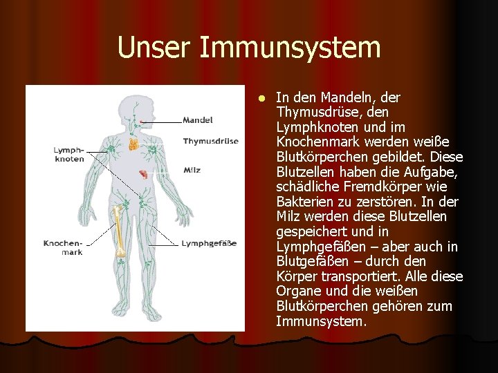 Unser Immunsystem l In den Mandeln, der Thymusdrüse, den Lymphknoten und im Knochenmark werden