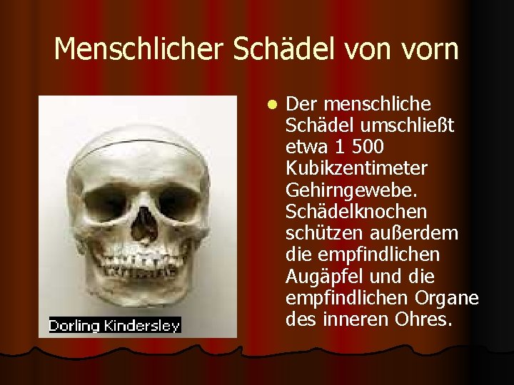 Menschlicher Schädel von vorn l Der menschliche Schädel umschließt etwa 1 500 Kubikzentimeter Gehirngewebe.