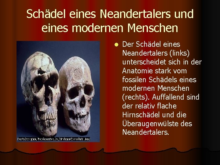 Schädel eines Neandertalers und eines modernen Menschen l Der Schädel eines Neandertalers (links) unterscheidet