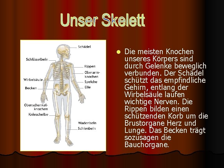 l Die meisten Knochen unseres Körpers sind durch Gelenke beweglich verbunden. Der Schädel schützt