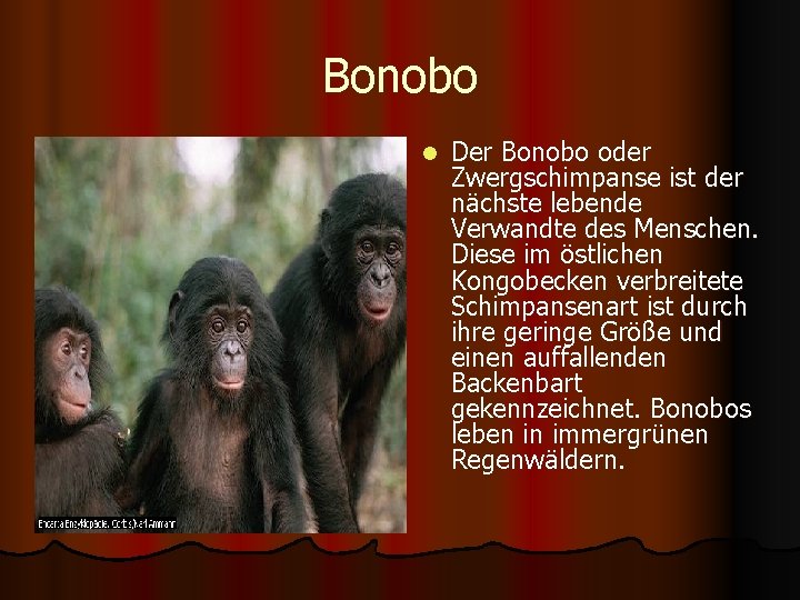 Bonobo l Der Bonobo oder Zwergschimpanse ist der nächste lebende Verwandte des Menschen. Diese