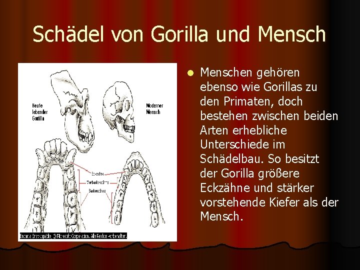Schädel von Gorilla und Mensch l Menschen gehören ebenso wie Gorillas zu den Primaten,