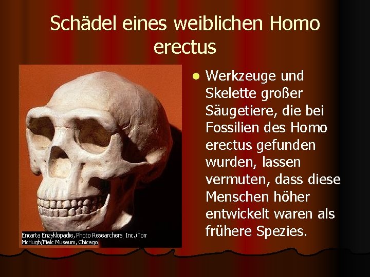 Schädel eines weiblichen Homo erectus l Werkzeuge und Skelette großer Säugetiere, die bei Fossilien