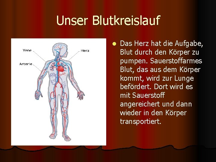 Unser Blutkreislauf l Das Herz hat die Aufgabe, Blut durch den Körper zu pumpen.