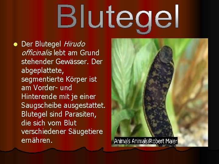 l Der Blutegel Hirudo officinalis lebt am Grund stehender Gewässer. Der abgeplattete, segmentierte Körper