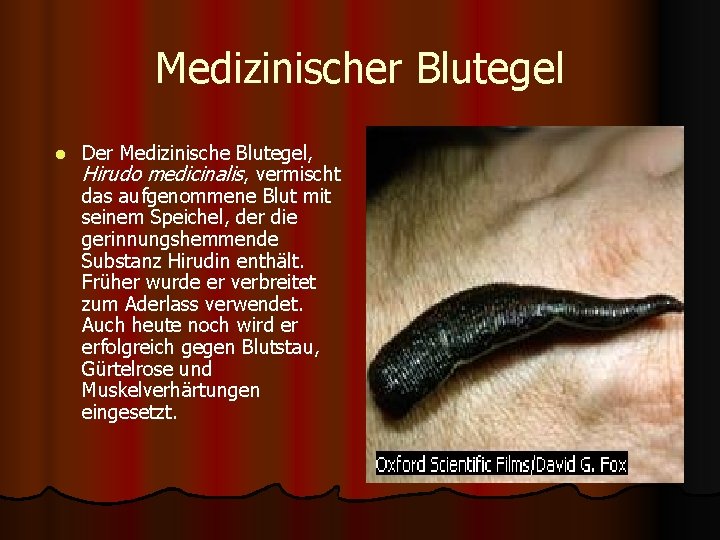 Medizinischer Blutegel l Der Medizinische Blutegel, Hirudo medicinalis, vermischt das aufgenommene Blut mit seinem