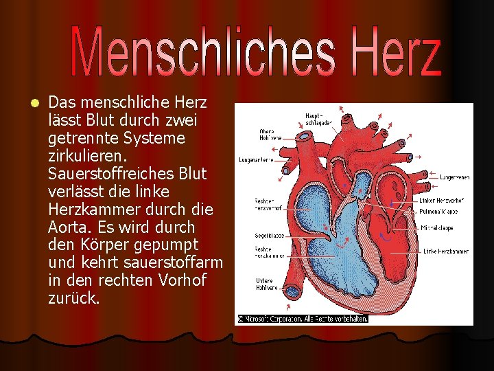 l Das menschliche Herz lässt Blut durch zwei getrennte Systeme zirkulieren. Sauerstoffreiches Blut verlässt