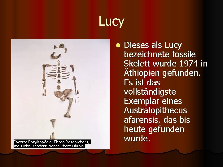 Lucy l Dieses als Lucy bezeichnete fossile Skelett wurde 1974 in Äthiopien gefunden. Es