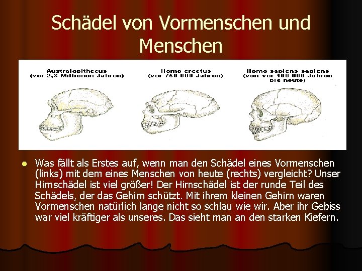 Schädel von Vormenschen und Menschen l Was fällt als Erstes auf, wenn man den