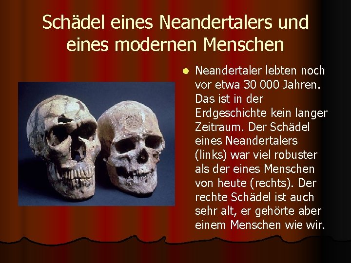 Schädel eines Neandertalers und eines modernen Menschen l Neandertaler lebten noch vor etwa 30