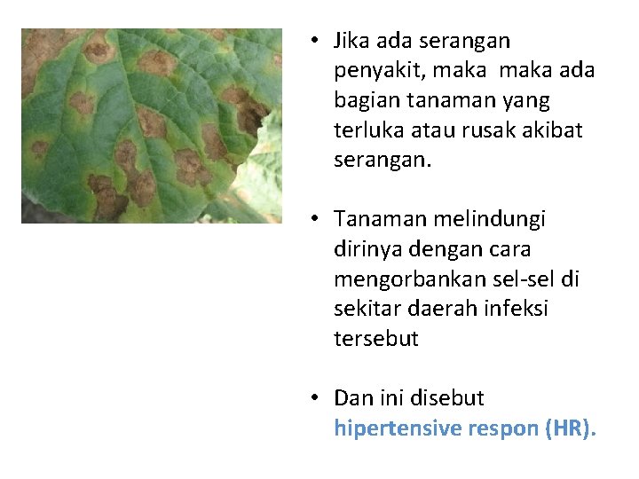  • Jika ada serangan penyakit, maka ada bagian tanaman yang terluka atau rusak