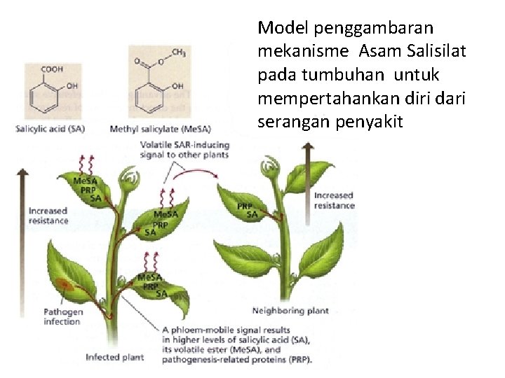 Model penggambaran mekanisme Asam Salisilat pada tumbuhan untuk mempertahankan diri dari serangan penyakit 