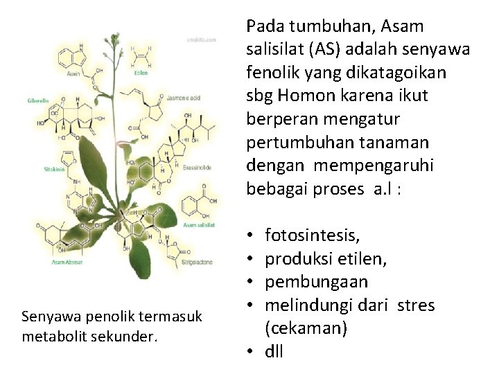 Pada tumbuhan, Asam salisilat (AS) adalah senyawa fenolik yang dikatagoikan sbg Homon karena ikut