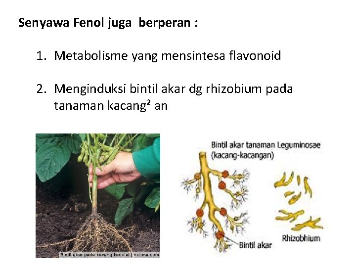 Senyawa Fenol juga berperan : 1. Metabolisme yang mensintesa flavonoid 2. Menginduksi bintil akar