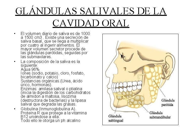 GLÁNDULAS SALIVALES DE LA CAVIDAD ORAL • • • El volumen diario de saliva