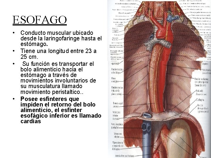 ESOFAGO • Conducto muscular ubicado desde la laringofaringe hasta el estómago. • Tiene una