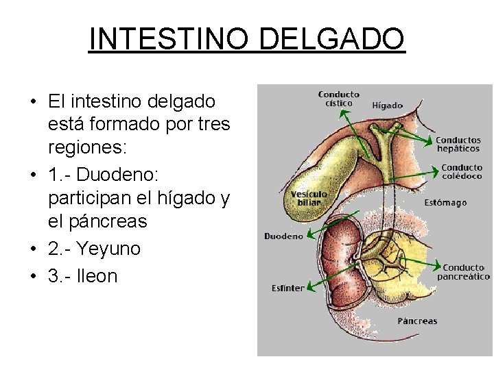 INTESTINO DELGADO • El intestino delgado está formado por tres regiones: • 1. -