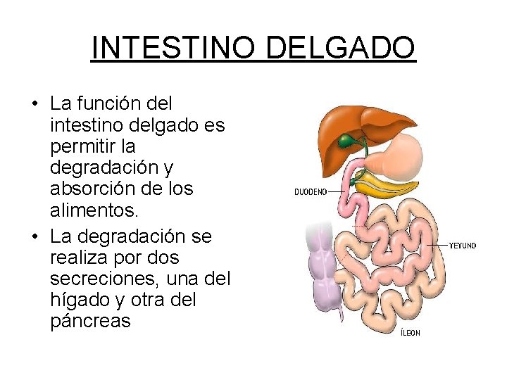 INTESTINO DELGADO • La función del intestino delgado es permitir la degradación y absorción