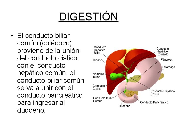 DIGESTIÓN • El conducto biliar común (colédoco) proviene de la unión del conducto cistico