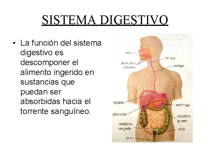 SISTEMA DIGESTIVO • La función del sistema digestivo es descomponer el alimento ingerido en