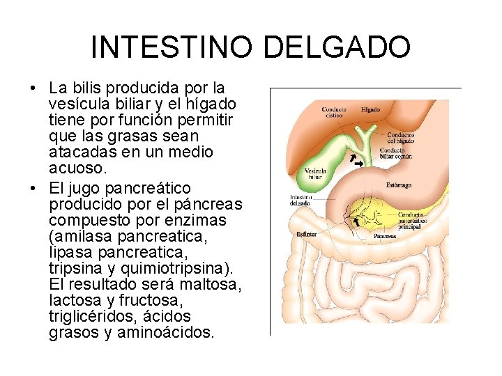 INTESTINO DELGADO • La bilis producida por la vesícula biliar y el hígado tiene