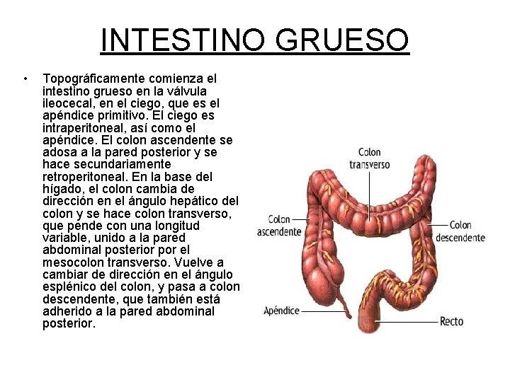 INTESTINO GRUESO • Topográficamente comienza el intestino grueso en la válvula ileocecal, en el