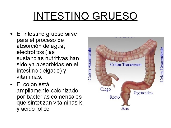 INTESTINO GRUESO • El intestino grueso sirve para el proceso de absorción de agua,