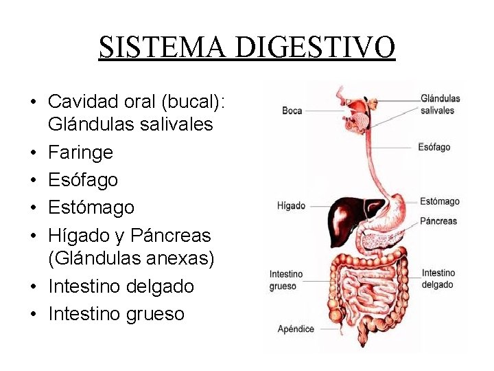 SISTEMA DIGESTIVO • Cavidad oral (bucal): Glándulas salivales • Faringe • Esófago • Estómago