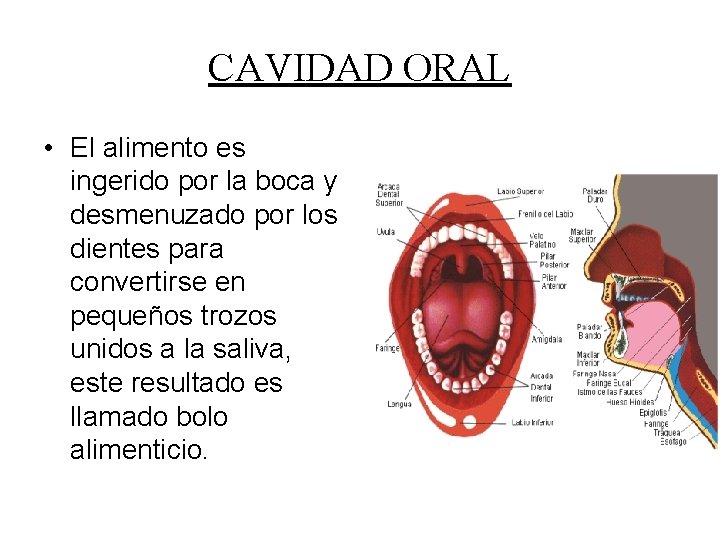 CAVIDAD ORAL • El alimento es ingerido por la boca y desmenuzado por los