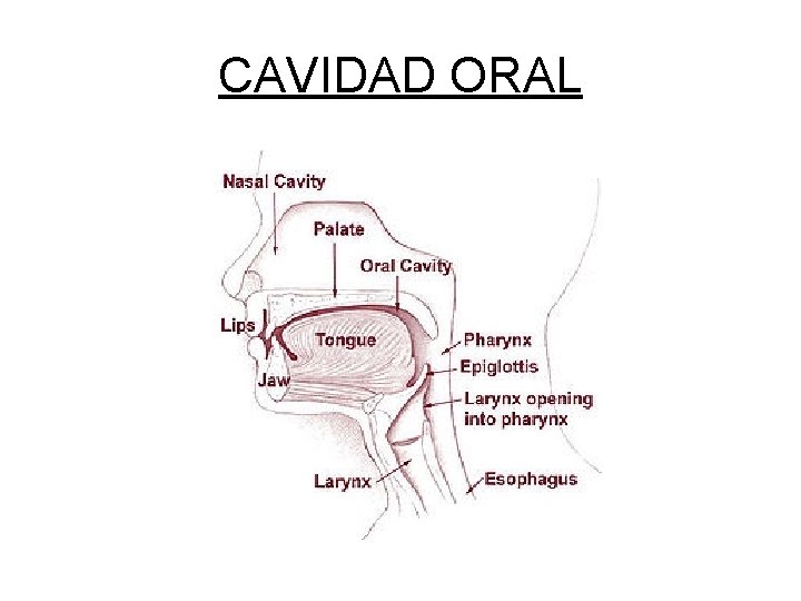 CAVIDAD ORAL 