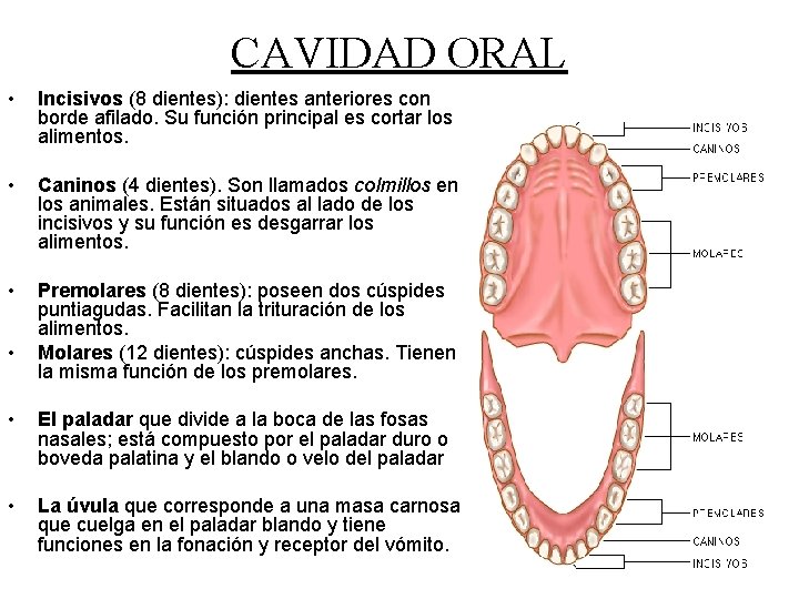CAVIDAD ORAL • Incisivos (8 dientes): dientes anteriores con borde afilado. Su función principal