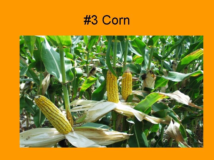 #3 Corn 