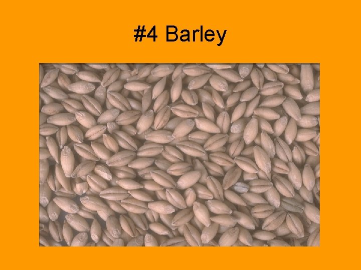 #4 Barley 